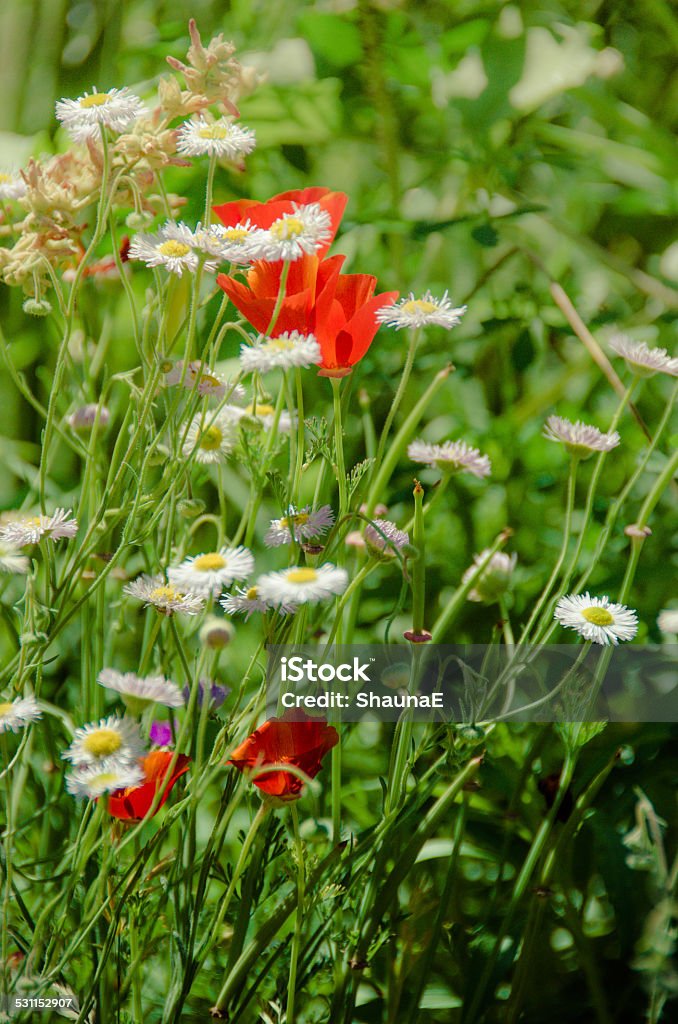 Mexican poppy- vertical Mexican poppies in a field of desert wildflowers.   2015 Stock Photo