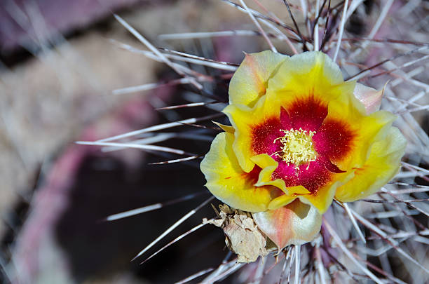 Barrell cactus flower stock photo