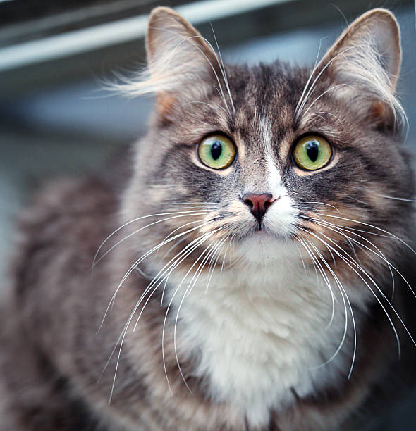 istock gray cat sitting in the window 531153791