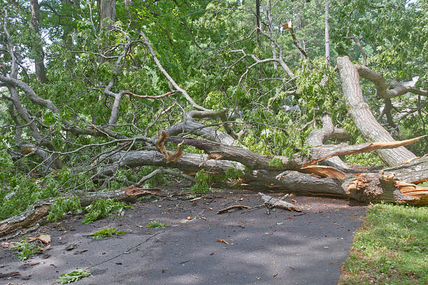 Large Fallen Oak Obstructs Road stock photo