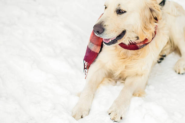 istock Dog with scarf 531159673