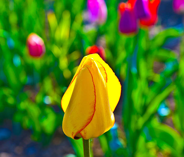 istock Spring field with blooming colorful tulips 531159719