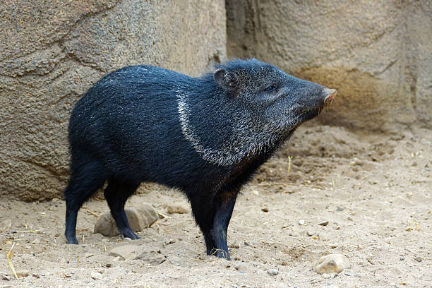 Collared Peccary Names: Collared peccary, Javelina, Saíno, Báquiro, Musk hog, Mexican hog, Quenk. javelina stock pictures, royalty-free photos & images