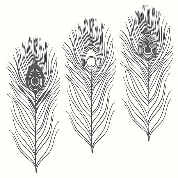 Set of peacock feathers  isolated on white background. Three variants of feather.  Can be used as a design element. Hand drawn vector illustration, sketch. Elements for design. peacock feather drawing stock illustrations