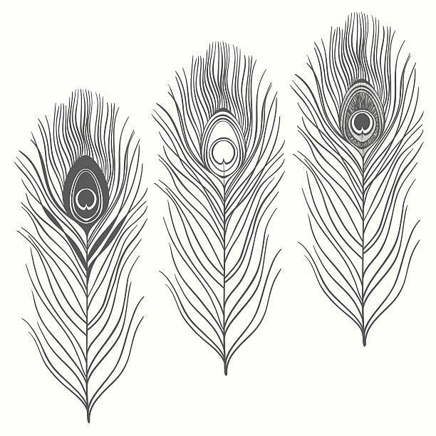 Set of peacock feathers isolated on white background. Three variants of feather. Can be used as a design element. Hand drawn vector illustration, sketch. Elements for design. easy black and white drawing stock illustrations