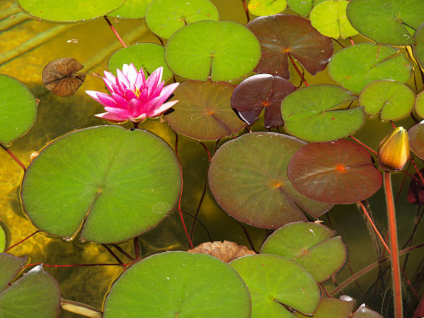 istock Purple water lily 531161155