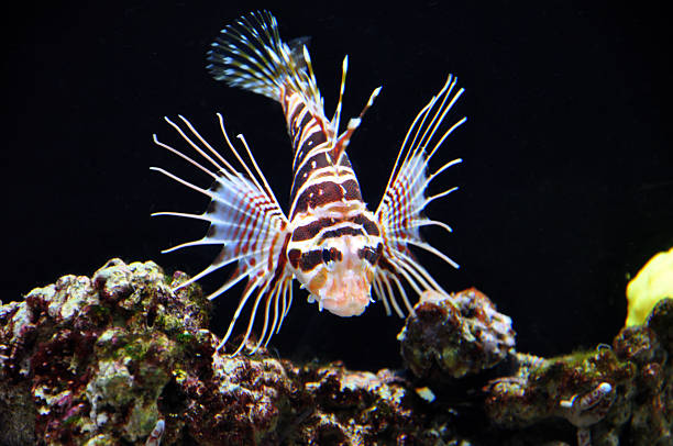 istock Dramatic fin display of Red Lionfish on a coral reef 531164767