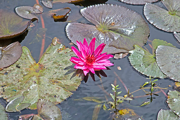 lotus - lal bagh photos et images de collection
