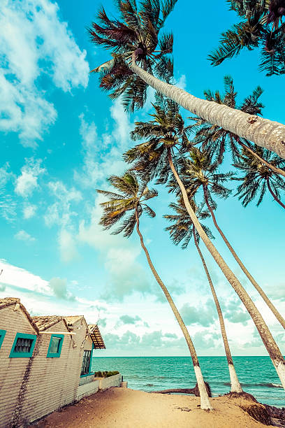 tall palms on the beach of natal, brazil - natal stok fotoğraflar ve resimler