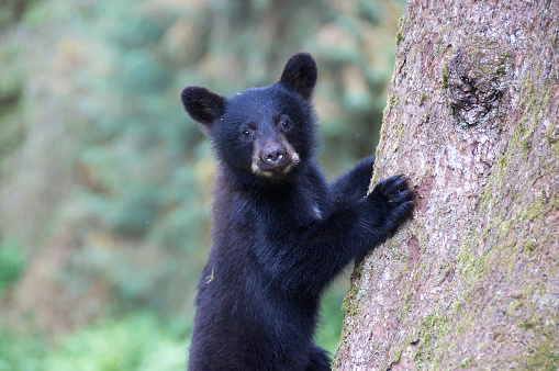 Black bear cub feeding on leaves in the summer in Tennessee