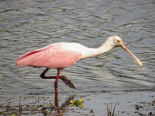 Roseate Spoonbill Pretty In Pink stock photo