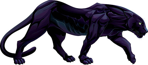 Illustration of a black panther vector art illustration