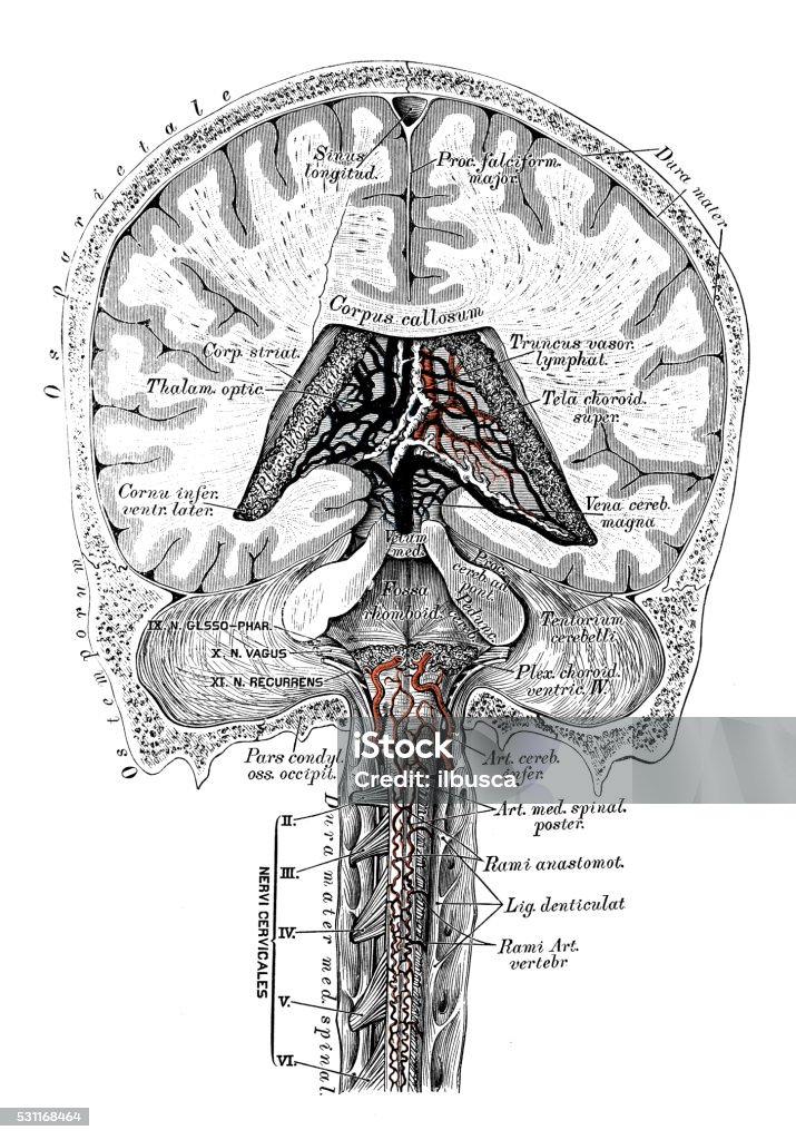 Human anatomy scientific illustrations: head veins Human anatomy scientific illustrations with latin/italian labels: head veins Healthcare And Medicine stock illustration