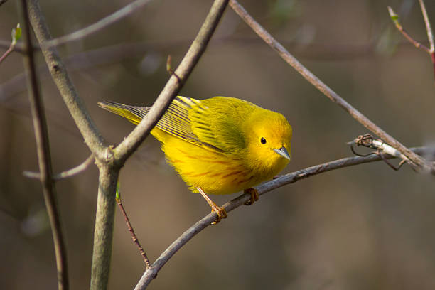 istock Vibrant yellow bird in a forest tree with colorful feathers 531169188