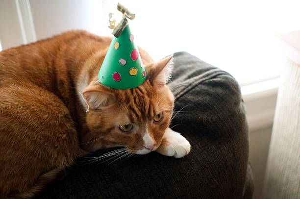 istock Sad cat in a party hat 531169446