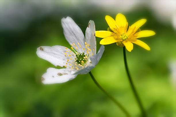 istock wood anemone and lesser celandine 531169464
