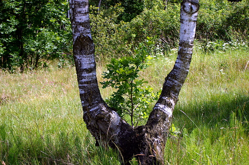 view through a birch tree in summer