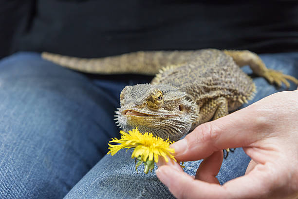 istock Woman is feeding the Agama lizard 531169672