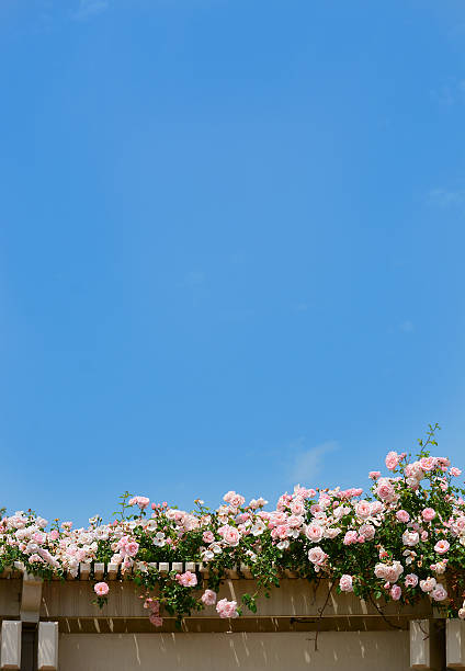 Blooming roses flowers on beautiful on blue sky background. Large copy space. Charlotte, North Carolina.