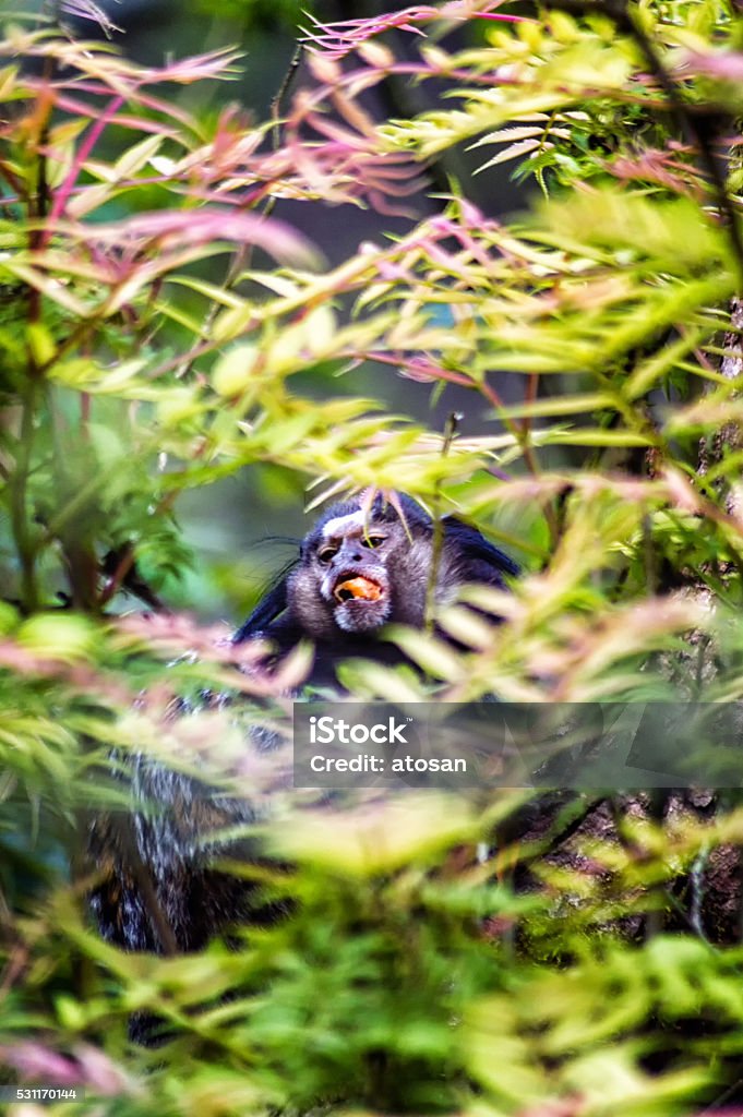yellow-breasted capucin yellow-breasted capucin shot through the dense jungle leaves Animal Stock Photo