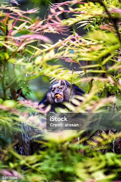 Yellowbreasted Capucin Stock Photo - Download Image Now - Animal, Animal Family, Animal Wildlife