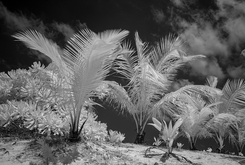 Infrared black and white picture