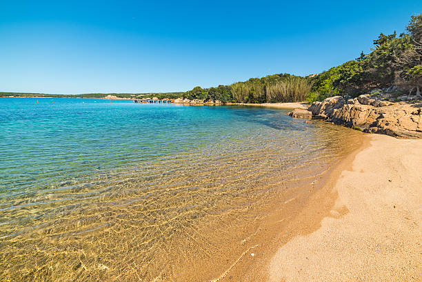 istock plants in Liscia di Vacca beach 531171468