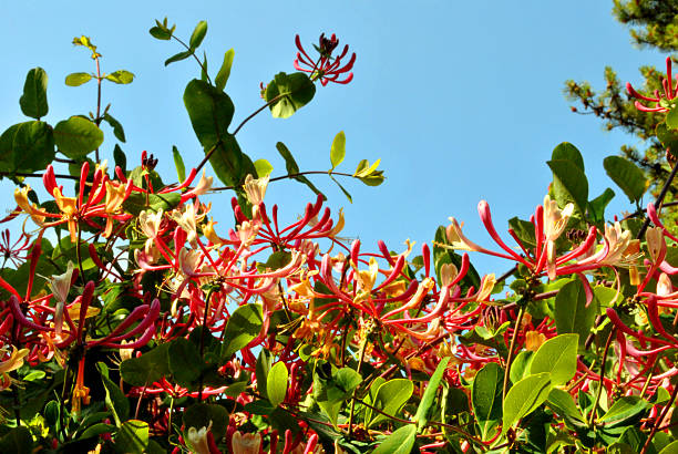 pericylmenum de lonicera latina madreselva - honeysuckle pink fotografías e imágenes de stock