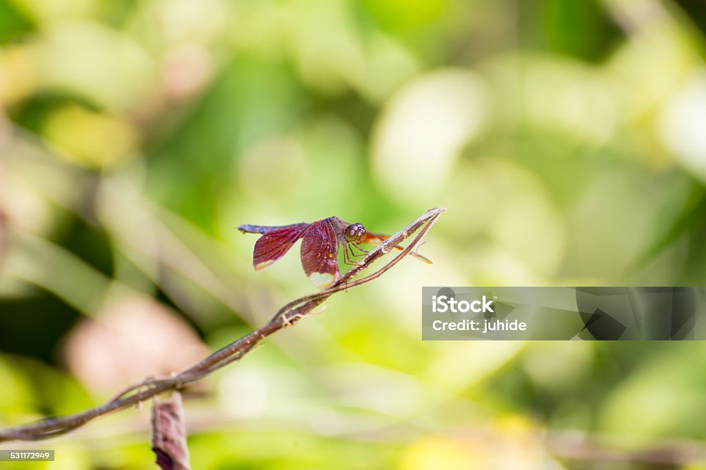 Resting red dragonfly 2015 Stock Photo
