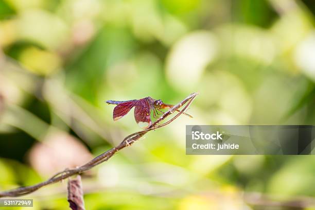 Resting Red Dragonfly Stock Photo - Download Image Now - 2015, Animal, Animal Wildlife