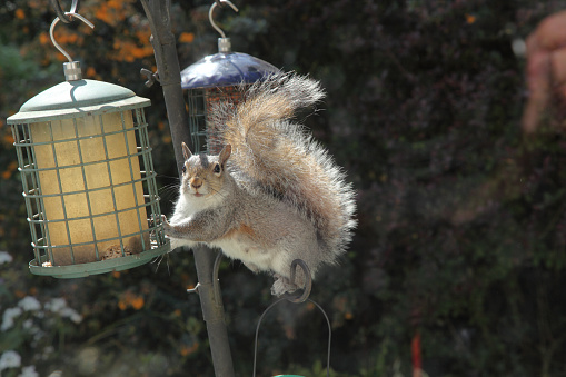 Grey squirrel on a bird feeder