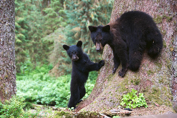 Black Bear Cubs at the Foot of a Tree stock photo
