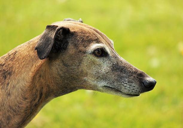 Greyhound stock photo