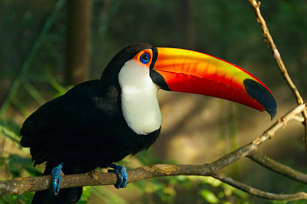 istock Toucan Ramphastos toco is sitting on the branch 531173826