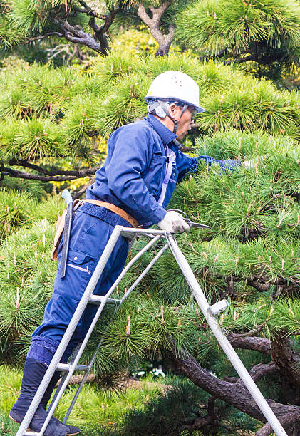 Point of view as gardener holds pruning shears or secateurs. Man pruning tree with clippers. Gardening Concept, Dirty leather gardening gloves. Spring clean up in the garden.