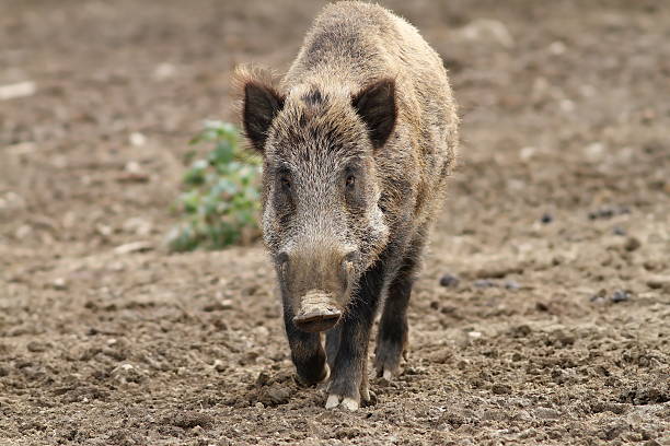 istock wild boar coming towards the camera 531174013
