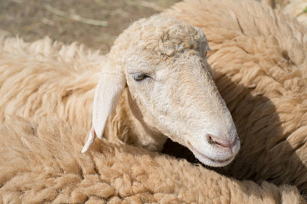 istock Close up of Sheep face 531174349