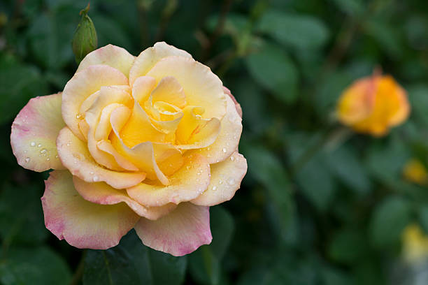 istock Yellow rose with water drops in nature 531174376
