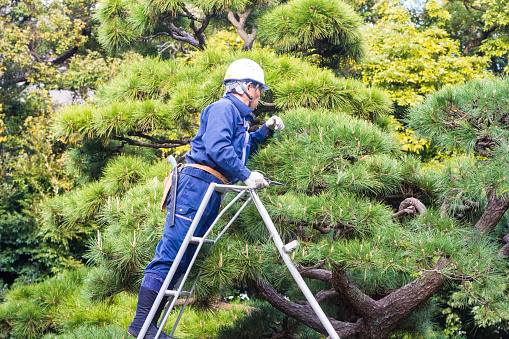 Tokyo, Japan - March 28, 2016: A gardener of Asian descent prunes pine trees in a park in the Chuo district of Tokyo.