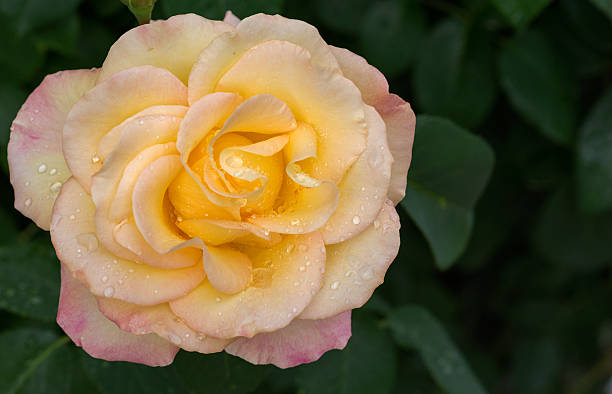 istock Yellow rose with water drops in nature 531174504