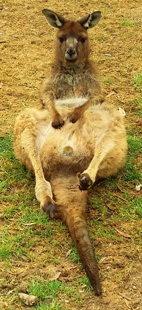 istock happy smiling sexy kangaroo 531174967
