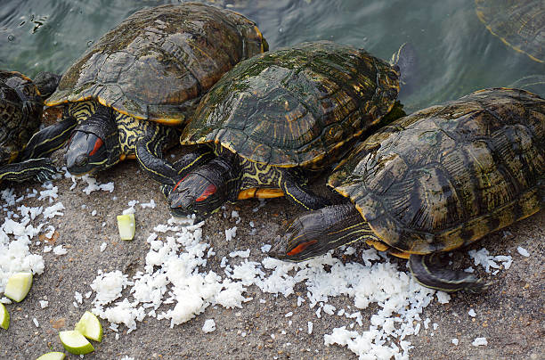 istock Closeup asian turtle is eating some rice 531175078