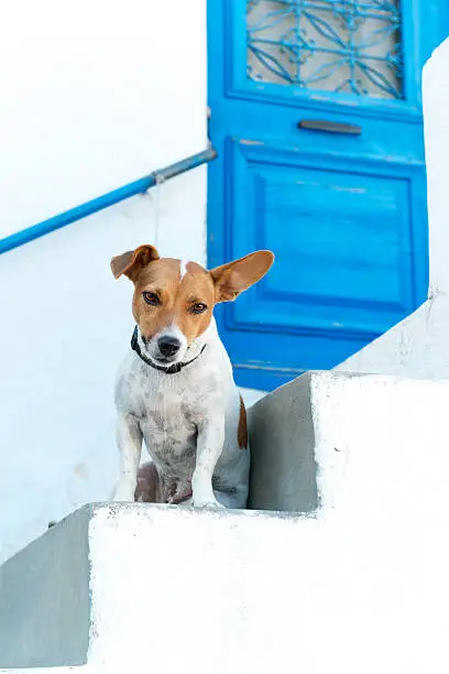 Photo of Animal-friendly hotel