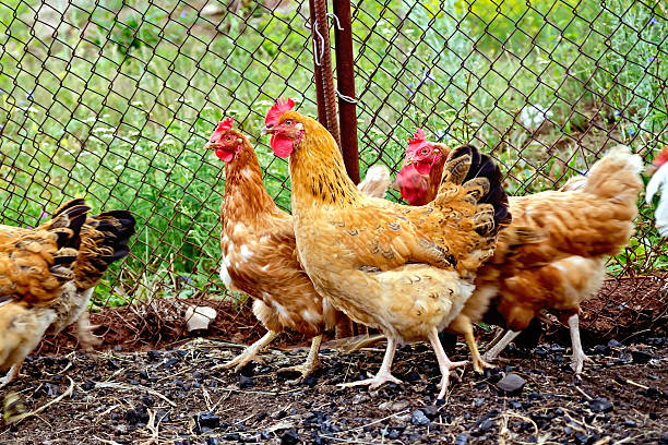 istock Brown chicken in pen with mesh 531175339
