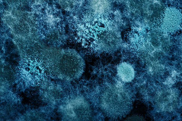 viren und bakterien - mikroorganismus stock-fotos und bilder