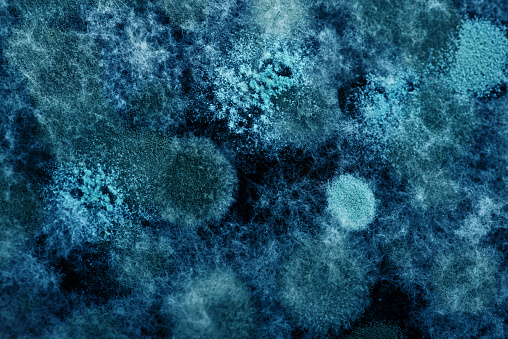 Virus y bacterias photo