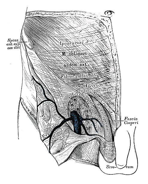 Human anatomy scientific illustrations: groin lymphatic vessel Human anatomy scientific illustrations with latin/italian labels: groin lymphatic vessel male reproductive system cross section stock illustrations