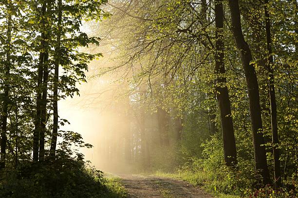 istock Spring forest on a foggy morning 531176666