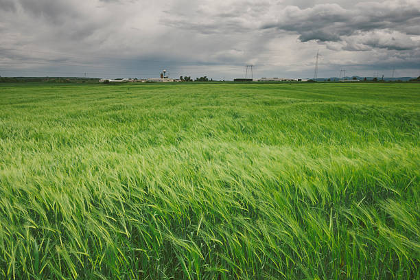 Green barley farm field on cloudy springtime day. Photo is taken with dslr camera and wide angle lens in European countryside. Kodak portra filter applied in post processing.