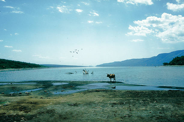 Zebu cow and lesser flamingoes on Lake Bogoria Kenya This 35mm photo is taken from the southern end of Lake Bogoria, Kenya, East Africa in 1980. As I stood with the camera a single zebu cow wandered past and looked down the length of the lake. The water is is hihgly alkaline and undrinkable. In the sky and scattered across the lake are lesser flamingoes (Phoenicopterus minor). Lake Bogoria (formerly Lake Hannington) forms part of Africa's Great Rift Valley. Millions of flamingoes are attracted to its soda lakes. Lesser flamingoes are particularly numerous here, on Lake Bogoria, where several thousand can be seen feeding. There are probably around two million lesser flamingoes. They feed mostly on (Spirulina), an alga which grows only in alkaline lakes. Although blue-green in colour, the algae contain pigments that give the birds their pink colour. lake bogoria stock pictures, royalty-free photos & images